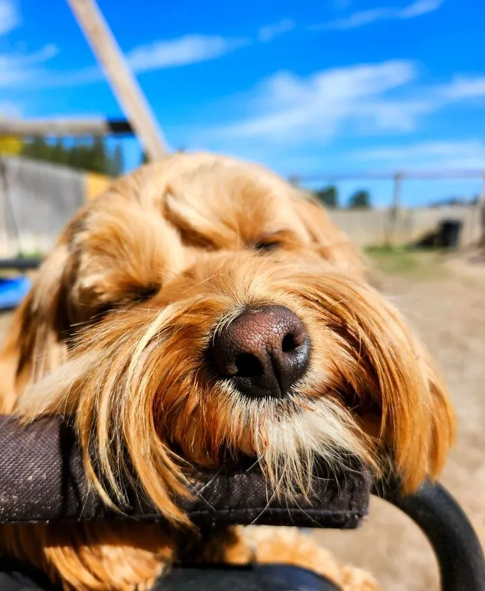 Dog Owners Are Sharing The Best Daycare Moments, And Here Are 51 That Stole The Show