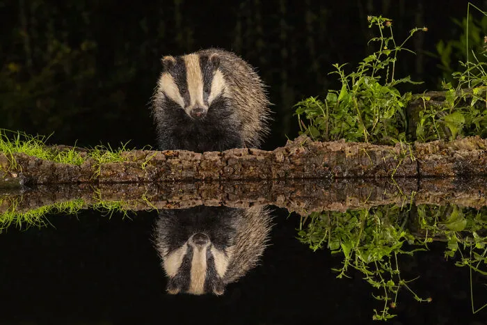 Night At Hale, Hampshire, England. I Think This Badger Turned Up After A Swim