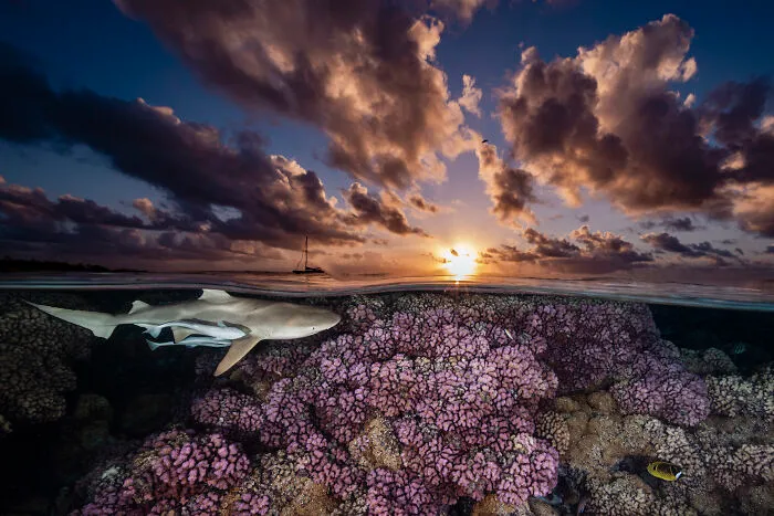 Coral Reefs, Runner Up: Sunset Patrol By Renee Capozzola
