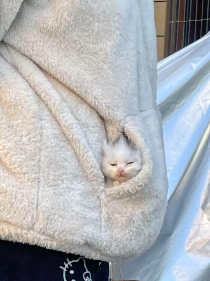 Hilarious and adorable cat photo of a tiny kitten peeking from a pocket, perfectly capturing everyday chaos.