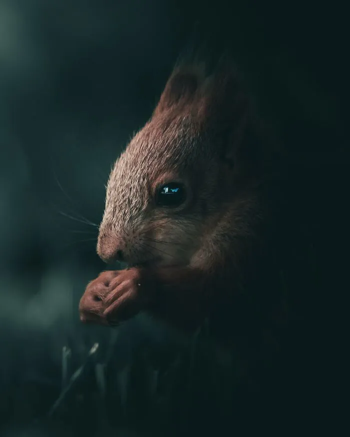 Magnus Berggren’s Moody Wildlife Close-Ups Make Birds And Animals Look Absolutely Mesmerizing (51 Pics)
