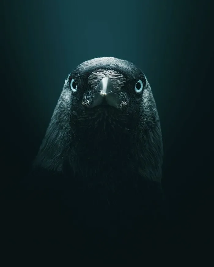 Magnus Berggren’s Moody Wildlife Close-Ups Make Birds And Animals Look Absolutely Mesmerizing (51 Pics)