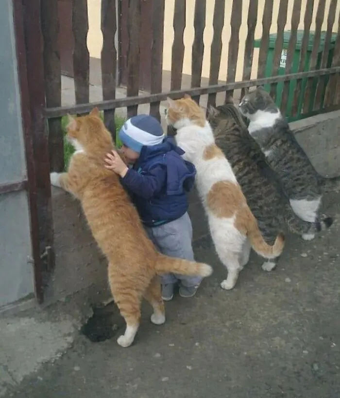 This Community Shared 80 Hilarious Cat Moments That Perfectly Capture Their Weirdness