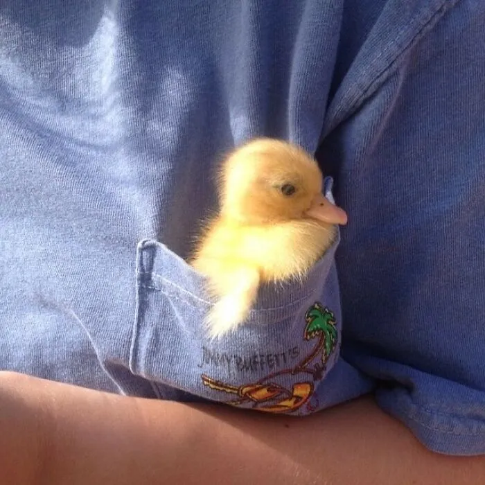60 Of The Sweetest Tiny Animals Shared By The ‘Smol Posts’ Page