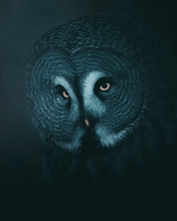 Magnus Berggren’s Moody Wildlife Close-Ups Make Birds And Animals Look Absolutely Mesmerizing (51 Pics)