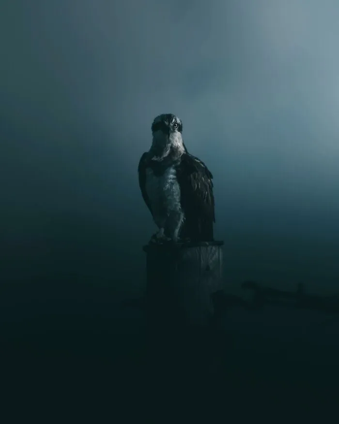 Magnus Berggren’s Moody Wildlife Close-Ups Make Birds And Animals Look Absolutely Mesmerizing (51 Pics)
