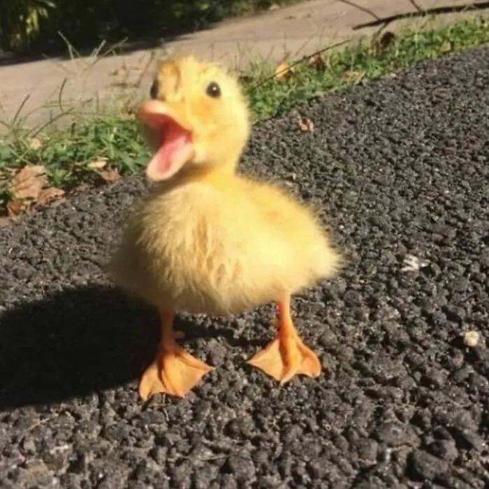 60 Of The Sweetest Tiny Animals Shared By The ‘Smol Posts’ Page