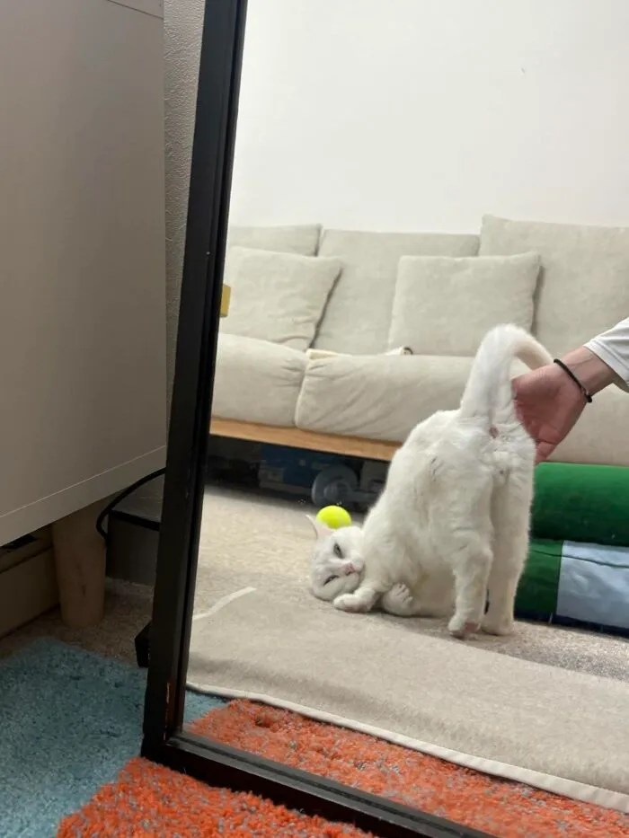 Hilarious cat photo of a person holding a cat's tail, with the cat playfully looking in a mirror.