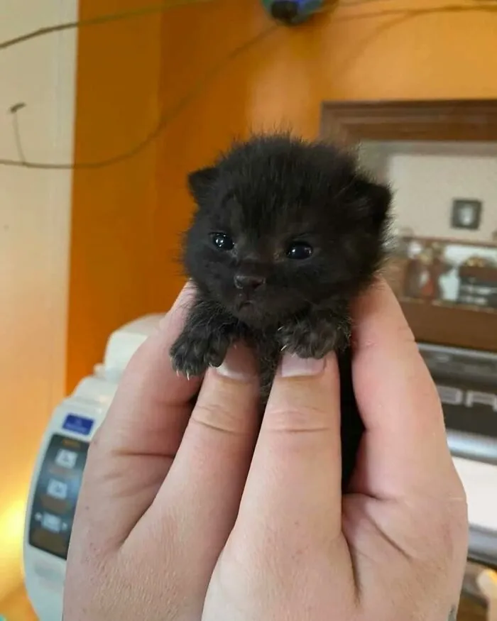60 Of The Sweetest Tiny Animals Shared By The ‘Smol Posts’ Page