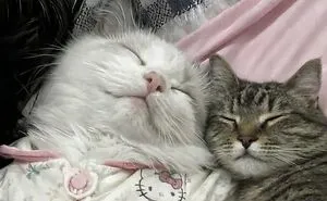 This Community Shared 80 Hilarious Cat Moments That Perfectly Capture Their Weirdness