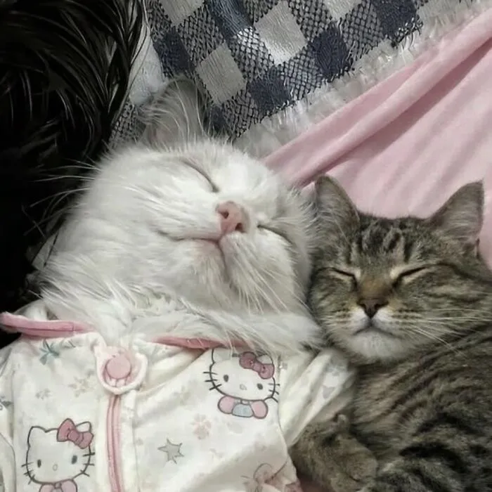 Softcatmemes