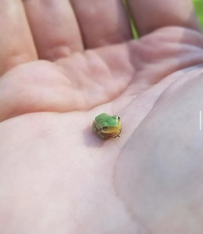60 Of The Sweetest Tiny Animals Shared By The ‘Smol Posts’ Page