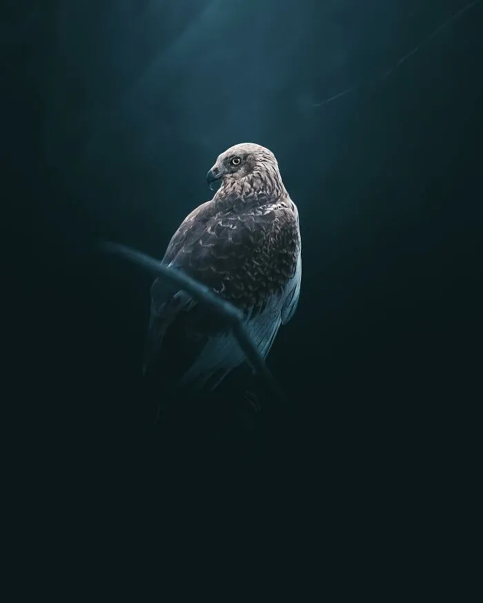 Magnus Berggren’s Moody Wildlife Close-Ups Make Birds And Animals Look Absolutely Mesmerizing (51 Pics)