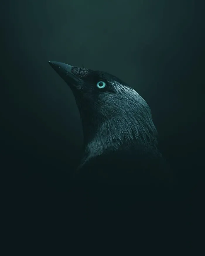 Magnus Berggren’s Moody Wildlife Close-Ups Make Birds And Animals Look Absolutely Mesmerizing (51 Pics)