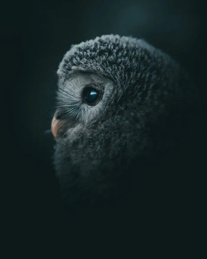 Magnus Berggren’s Moody Wildlife Close-Ups Make Birds And Animals Look Absolutely Mesmerizing (51 Pics)