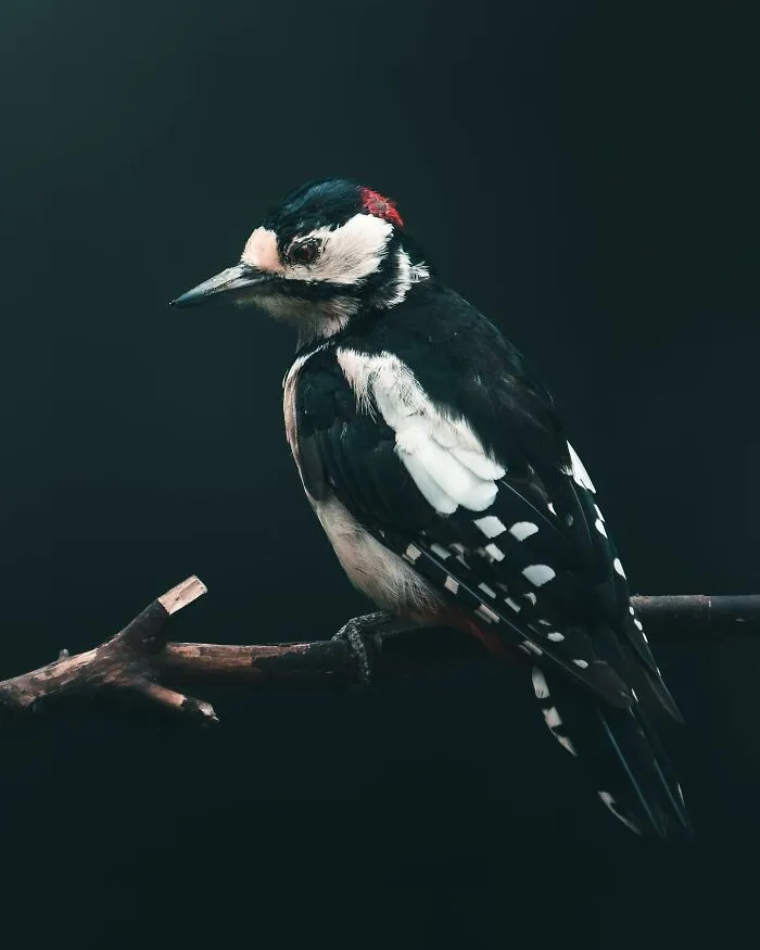 Magnus Berggren’s Moody Wildlife Close-Ups Make Birds And Animals Look Absolutely Mesmerizing (51 Pics)