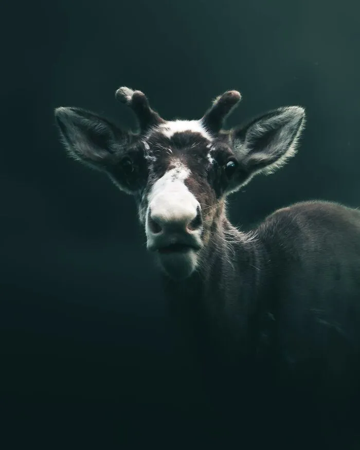 Magnus Berggren’s Moody Wildlife Close-Ups Make Birds And Animals Look Absolutely Mesmerizing (51 Pics)