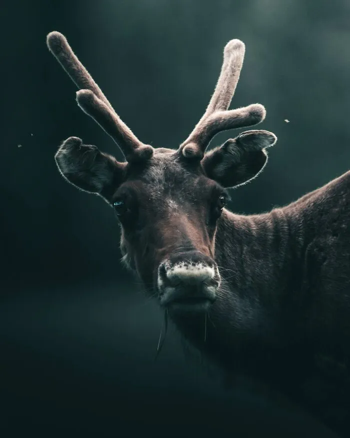 Magnus Berggren’s Moody Wildlife Close-Ups Make Birds And Animals Look Absolutely Mesmerizing (51 Pics)