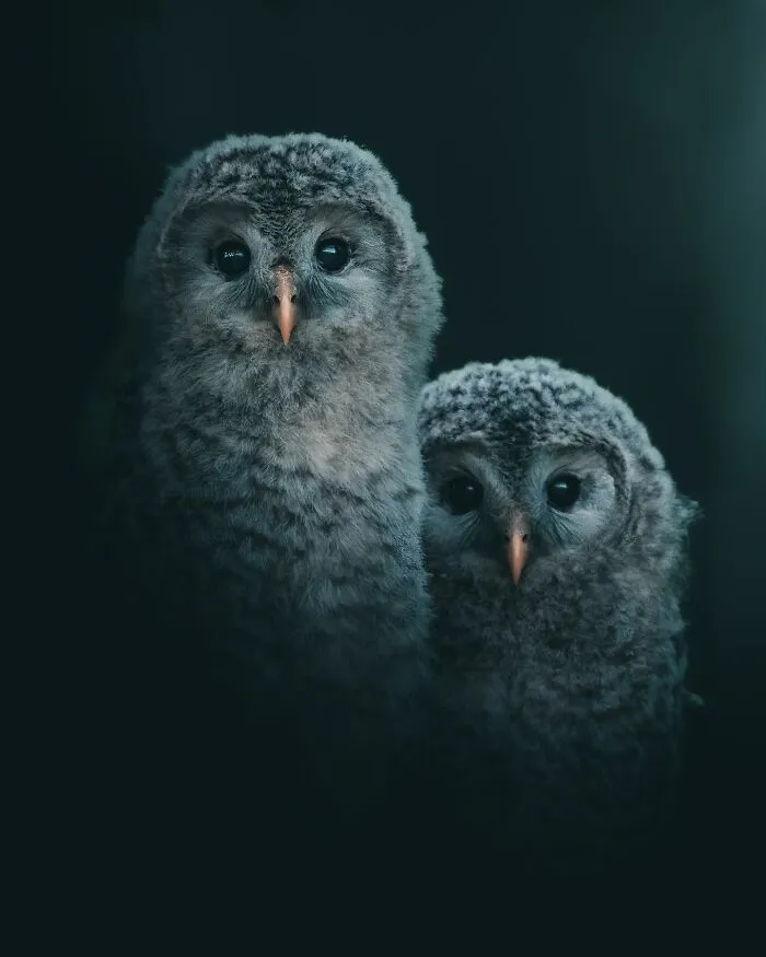 Magnus Berggren’s Moody Wildlife Close-Ups Make Birds And Animals Look Absolutely Mesmerizing (51 Pics)