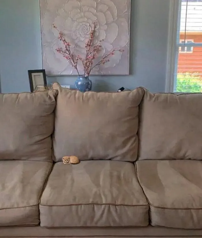 60 Of The Sweetest Tiny Animals Shared By The ‘Smol Posts’ Page