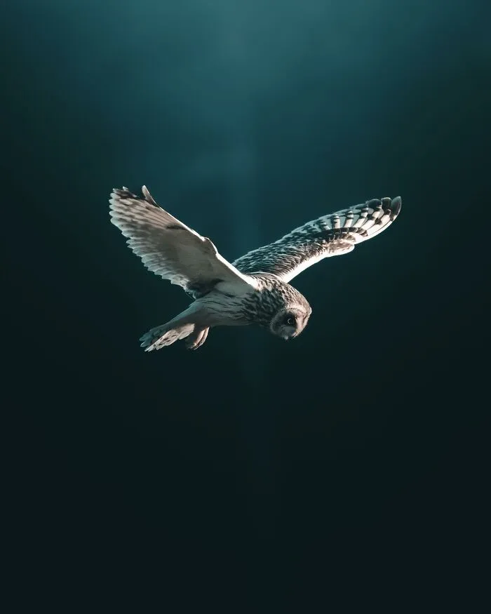 Magnus Berggren’s Moody Wildlife Close-Ups Make Birds And Animals Look Absolutely Mesmerizing (51 Pics)