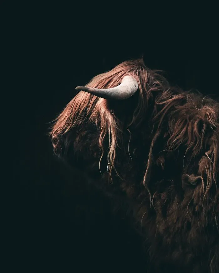 Magnus Berggren’s Moody Wildlife Close-Ups Make Birds And Animals Look Absolutely Mesmerizing (51 Pics)