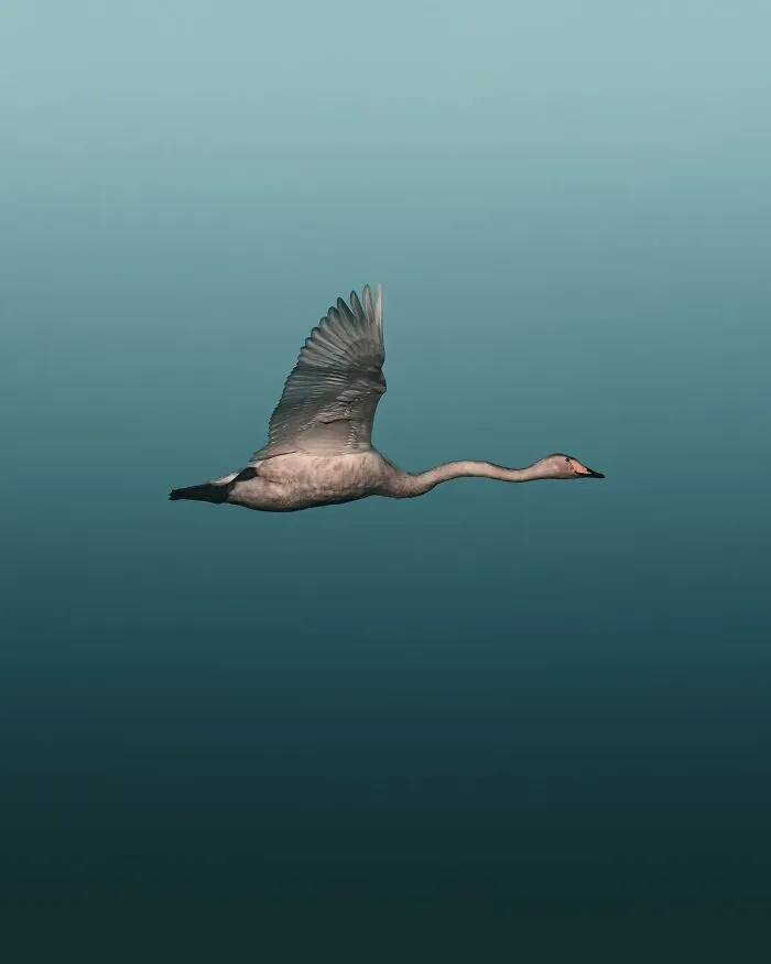 Magnus Berggren’s Moody Wildlife Close-Ups Make Birds And Animals Look Absolutely Mesmerizing (51 Pics)