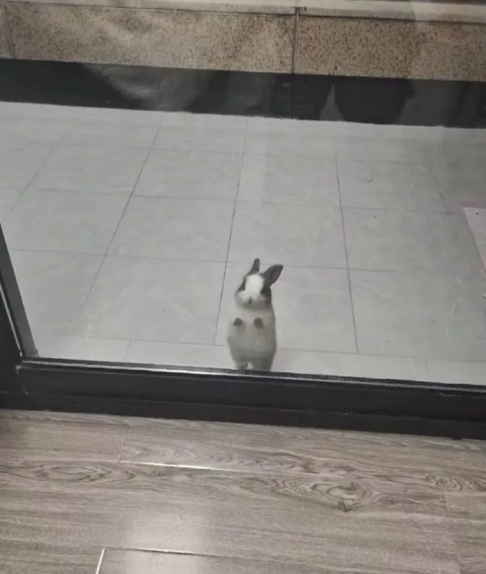 60 Of The Sweetest Tiny Animals Shared By The ‘Smol Posts’ Page