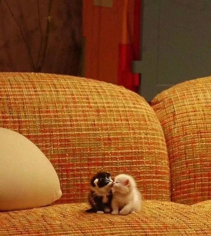 60 Of The Sweetest Tiny Animals Shared By The ‘Smol Posts’ Page