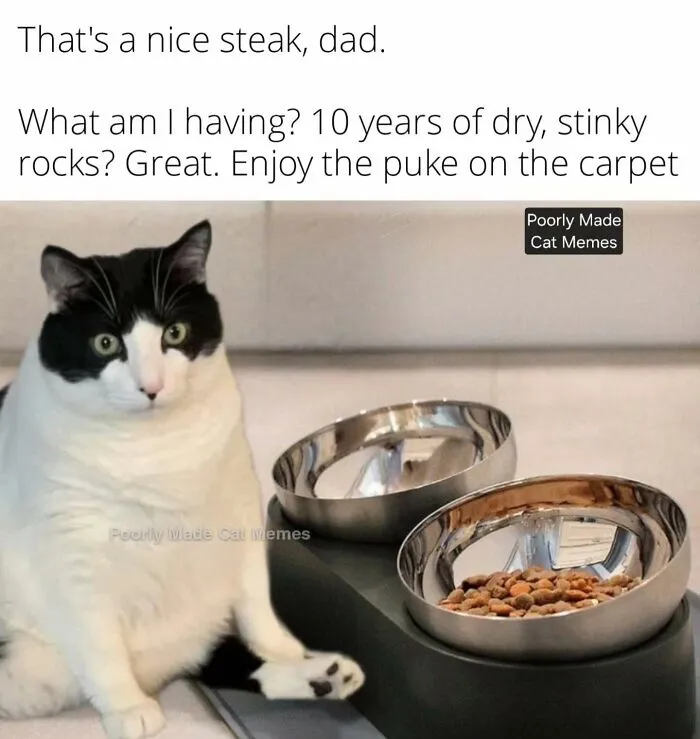 If You Love Chaotic Cat Humor, These 51 Poorly Made Cat Memes Might Be For You