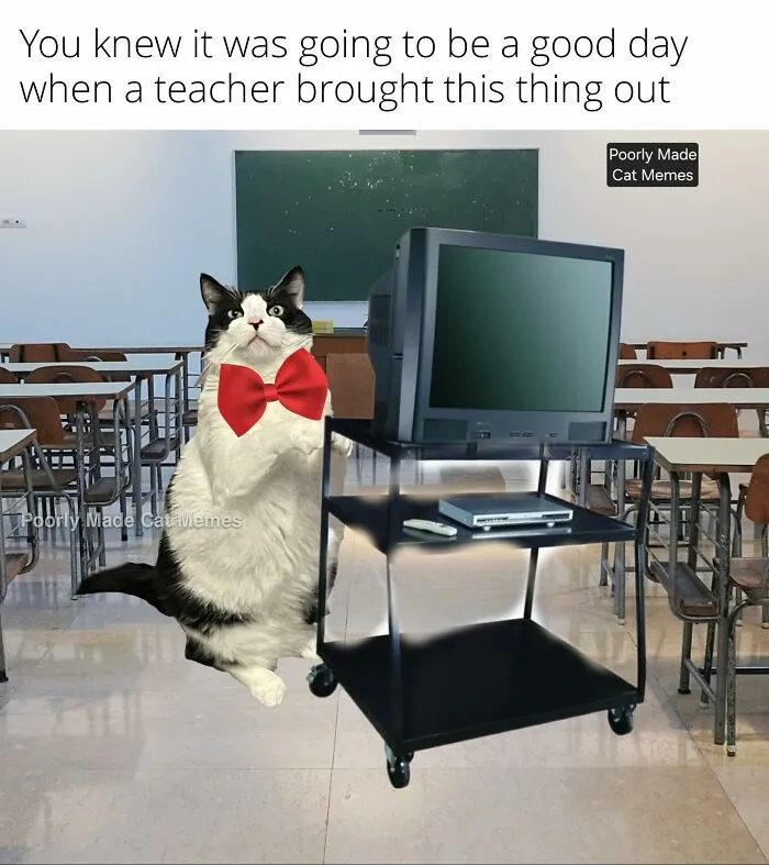 If You Love Chaotic Cat Humor, These 51 Poorly Made Cat Memes Might Be For You