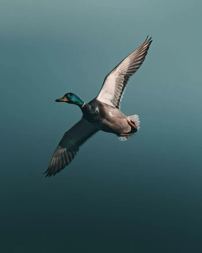 Magnus Berggren’s Moody Wildlife Close-Ups Make Birds And Animals Look Absolutely Mesmerizing (51 Pics)