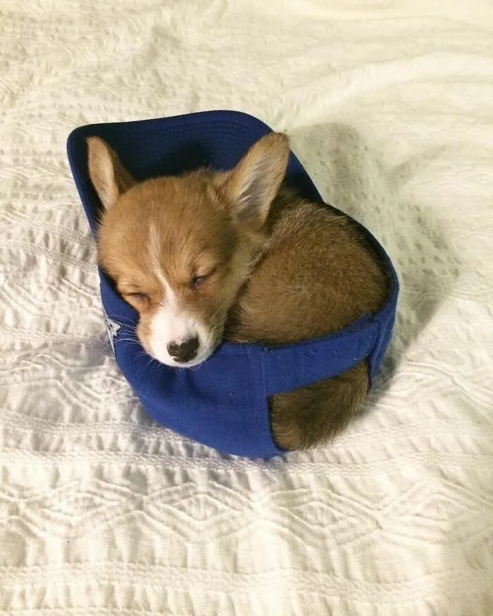 60 Of The Sweetest Tiny Animals Shared By The ‘Smol Posts’ Page