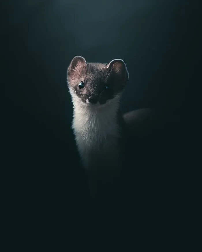 Magnus Berggren’s Moody Wildlife Close-Ups Make Birds And Animals Look Absolutely Mesmerizing (51 Pics)