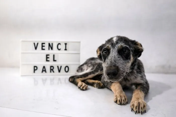 50 Pics Of Puppies Who Overcame A Life-Threatening Case Of Parvovirus Shared By Delka Hospital Veterinario