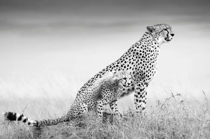 50 Incredible Wildlife Shots By This Photographer, Along With The Memories Behind Each One