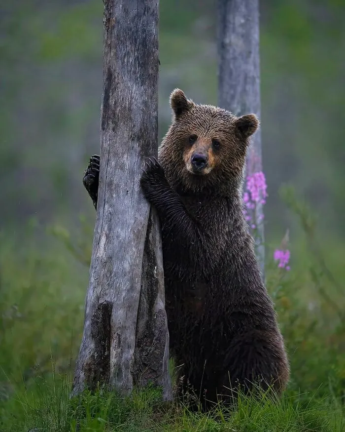 32 Powerful Animal Photos By Ze Da Quinta That Show Wildlife From Up Close