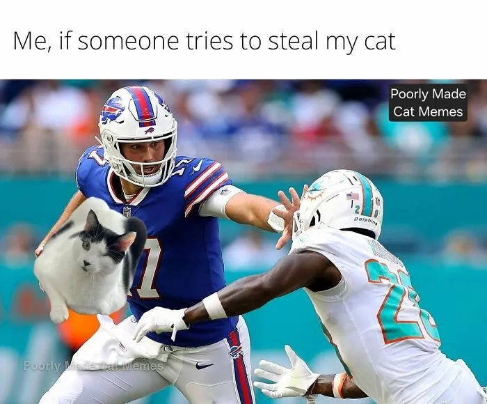 If You Love Chaotic Cat Humor, These 51 Poorly Made Cat Memes Might Be For You
