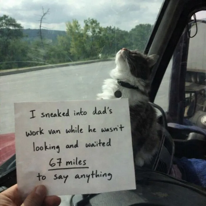 This Community Shared 80 Hilarious Cat Moments That Perfectly Capture Their Weirdness