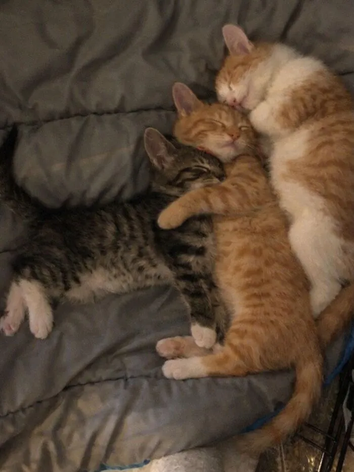 This Community Shared 80 Hilarious Cat Moments That Perfectly Capture Their Weirdness