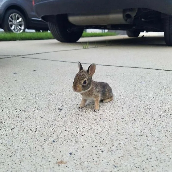 60 Of The Sweetest Tiny Animals Shared By The ‘Smol Posts’ Page