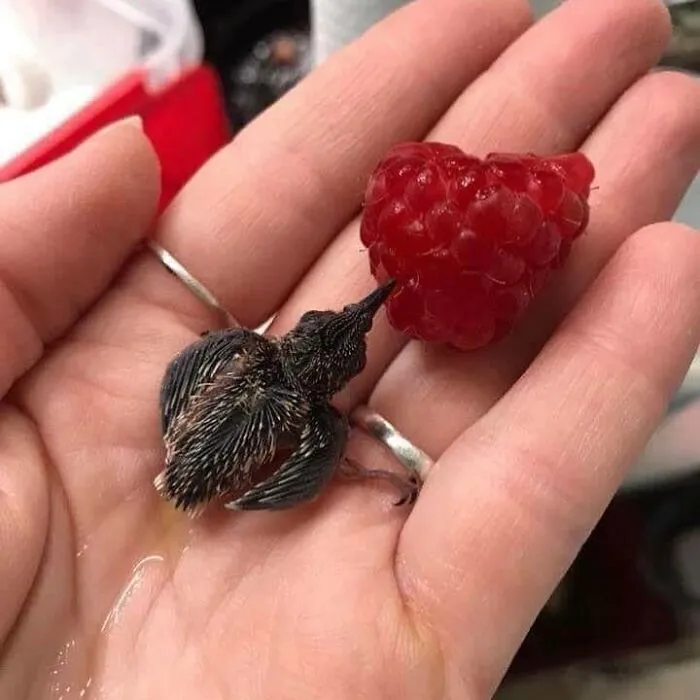 60 Of The Sweetest Tiny Animals Shared By The ‘Smol Posts’ Page