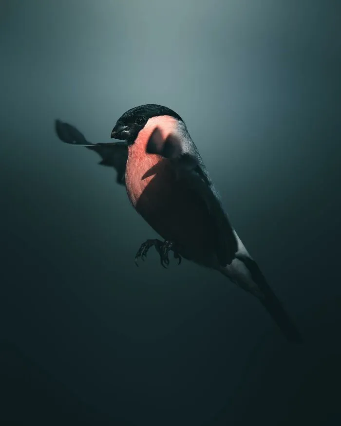 Magnus Berggren’s Moody Wildlife Close-Ups Make Birds And Animals Look Absolutely Mesmerizing (51 Pics)