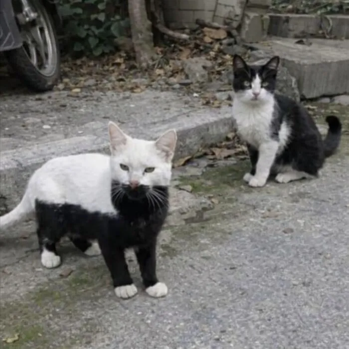 This Community Shared 80 Hilarious Cat Moments That Perfectly Capture Their Weirdness