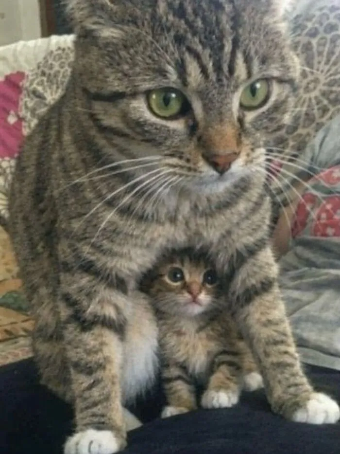 This Community Shared 80 Hilarious Cat Moments That Perfectly Capture Their Weirdness