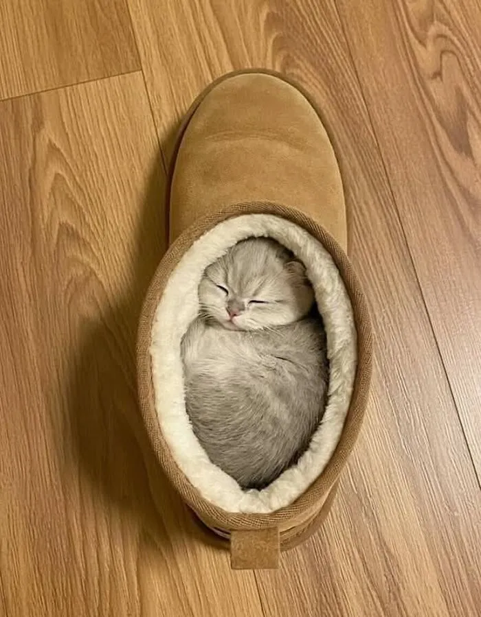 60 Of The Sweetest Tiny Animals Shared By The ‘Smol Posts’ Page
