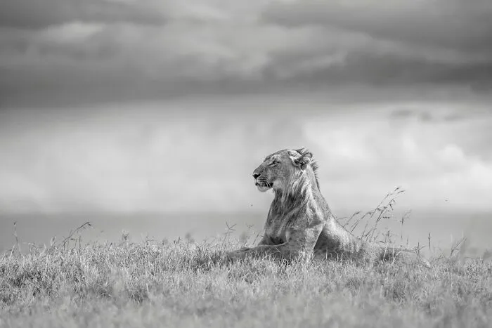 50 Incredible Wildlife Shots By This Photographer, Along With The Memories Behind Each One