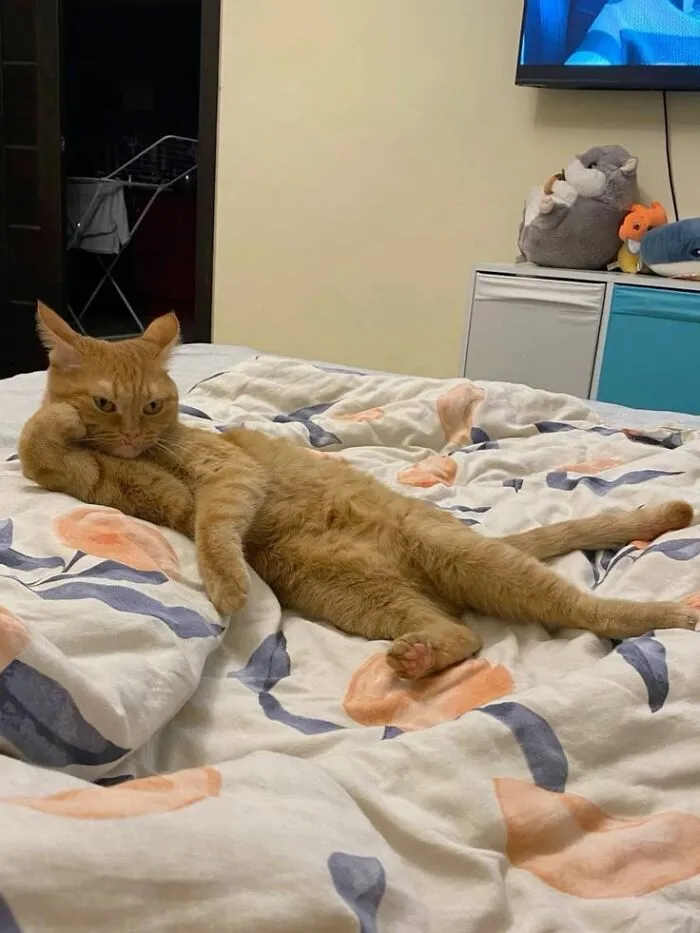 50 Hilarious And Adorable Cat Photos That Perfectly Capture Everyday Chaos, Shared By This Community (New Pics)