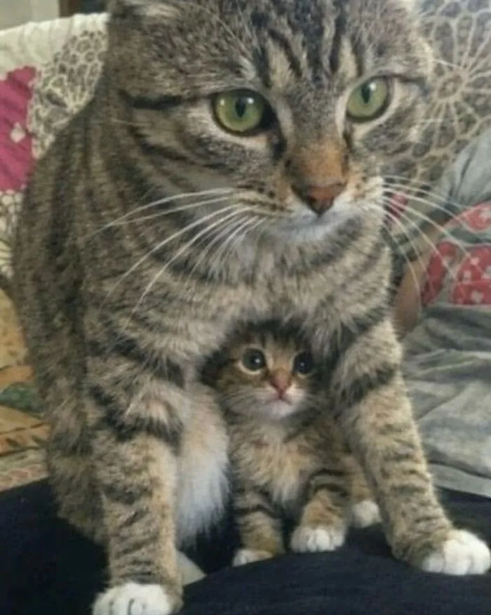 38 Hilarious Cat Moments Caught On Camera, As Shared By “Important Animal Images” (New Pics)