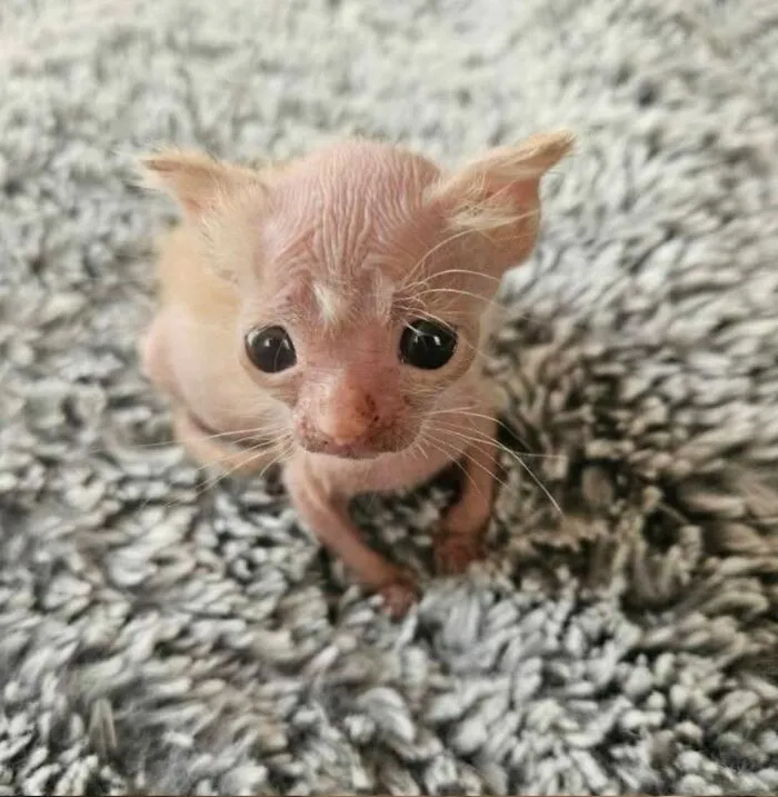 Hilarious and adorable cat photo of a tiny, hairless kitten with big eyes on a shaggy rug, capturing everyday chaos.